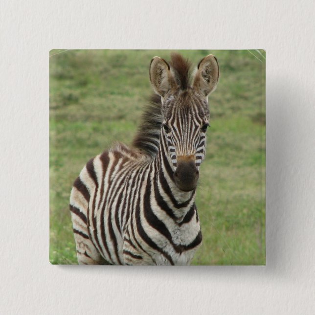 Babyzebra-Quadrat-Button Button (Vorderseite)