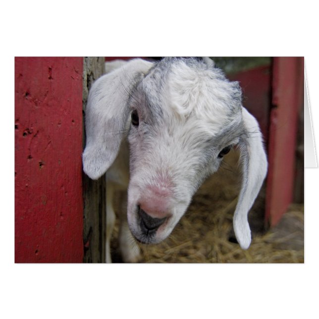 Babyziege erreicht den Roten Stall (Vorderseite (Horizontal))