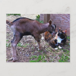 Babyziege und Katzenpostkarte Postkarte