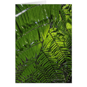 Bach MA Nationalpark