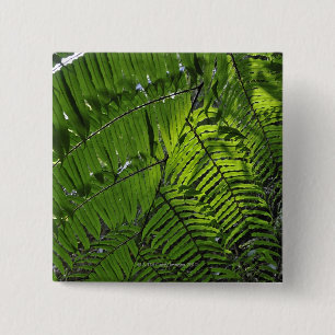 Bach MA Nationalpark Button