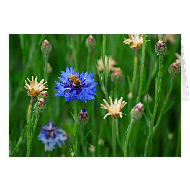 Bachelor Button Bee (Vorderseite (Horizontal))