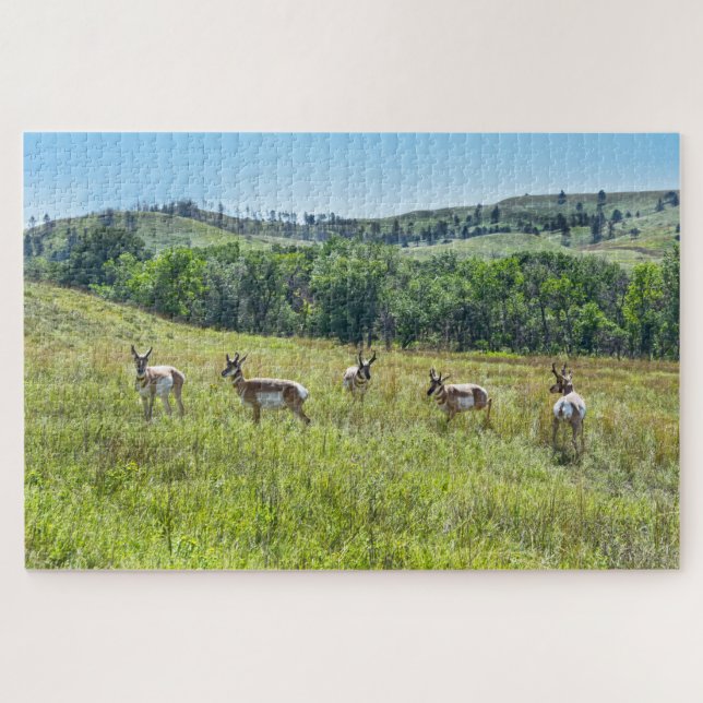 Bachelor Pronghorn Antelopes, Süddakota Puzzle (Horizontal)