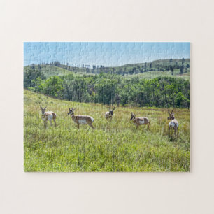Bachelor Pronghorn Antelopes, Süddakota Puzzle