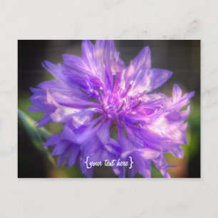 Bachelors Button Cornflower Postkarte