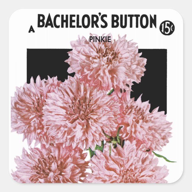 Bachelor's Button Seed Packet Label Quadratischer Aufkleber (Vorderseite)