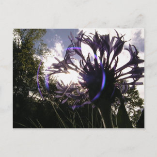 Bachelorsonne Postkarte