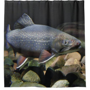 BACHFORELLE DUSCHVORHANG
