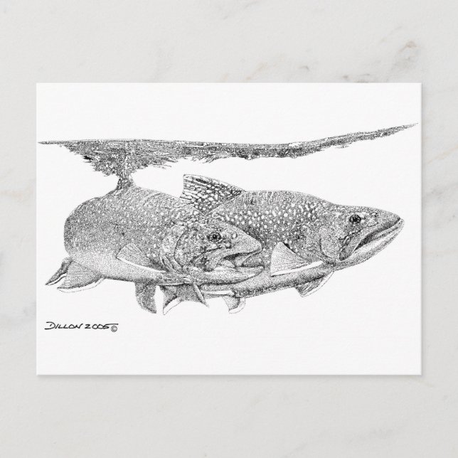 Bachforelle Postkarte (Vorderseite)