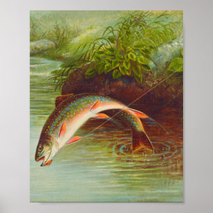 Bachforellenfisch Vintag illustriert Poster