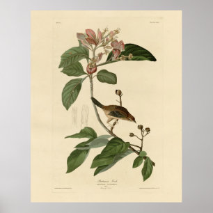 Bachman's Finch (Sparrow) Audubon Birds of America Poster