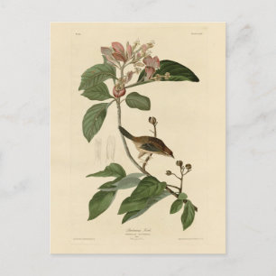 Bachman's Finch (Sparrow) Audubon Birds of America Postkarte
