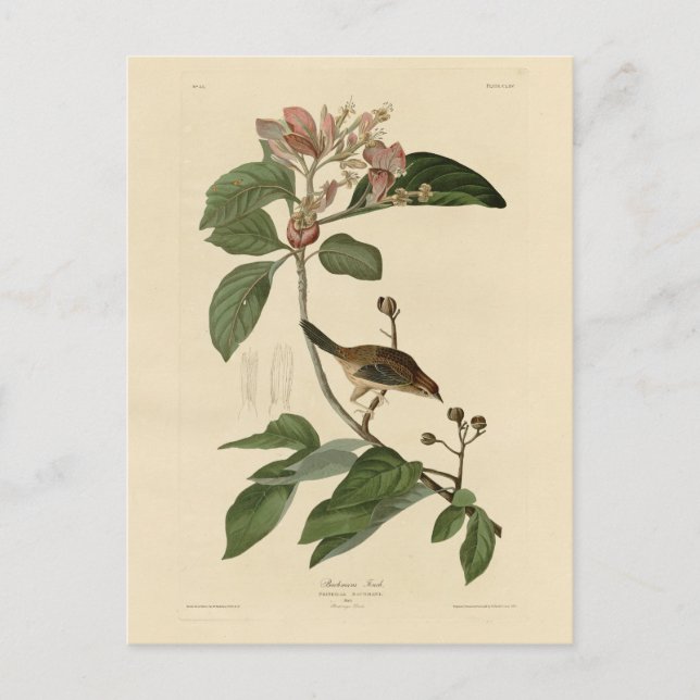 Bachman's Finch (Sparrow) Audubon Birds of America Postkarte (Vorderseite)