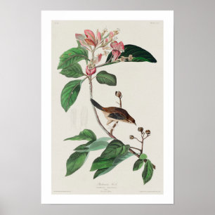 Bachman's Finch von Audubon Poster