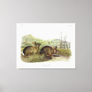 Bachman's Hare, Western Brush Rabbit von Audubon Leinwanddruck