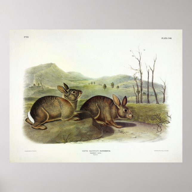 Bachman's Hare, Western Brush Rabbit von Audubon Poster (Vorne)
