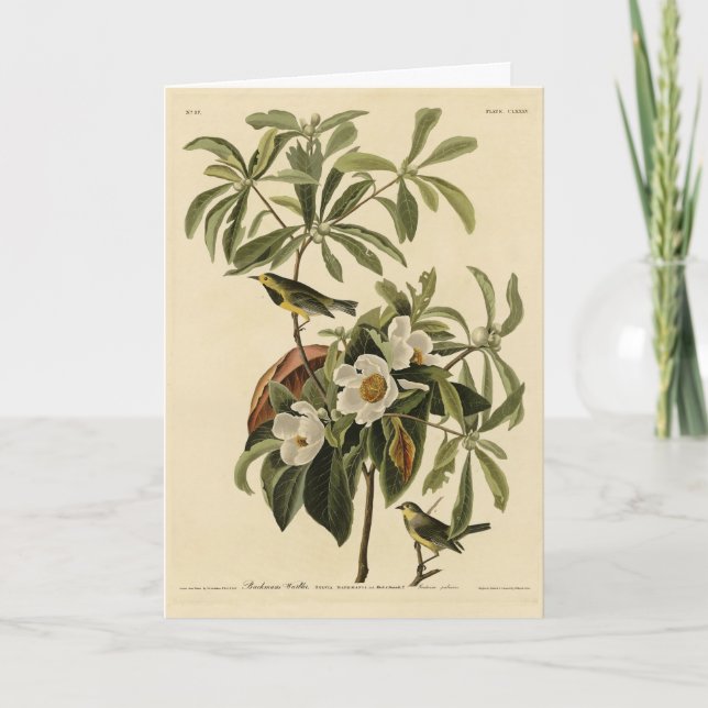 Bachman's Warbler von Audubons Vögeln von Amerika Karte (Vorderseite)