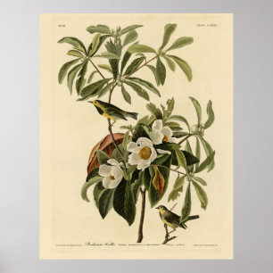 Bachman's Warbler von Audubons Vögeln von Amerika Poster
