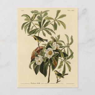 Bachman's Warbler von Audubons Vögeln von Amerika Postkarte