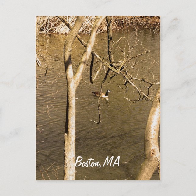 Back Bay Fens Wildlife Postkarte (Vorderseite)