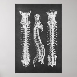 Backbone Vertebrae Anatomy Print no.2 Poster