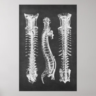 Backbone Vertebrae Anatomy Print no.2 Poster