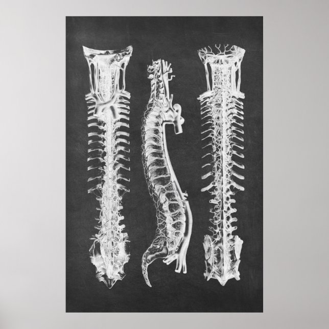 Backbone Vertebrae Anatomy Print no.2 Poster (Vorne)