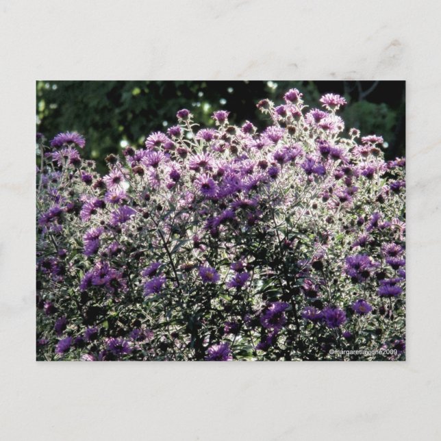 Backlit Asters Postkarte (Vorderseite)