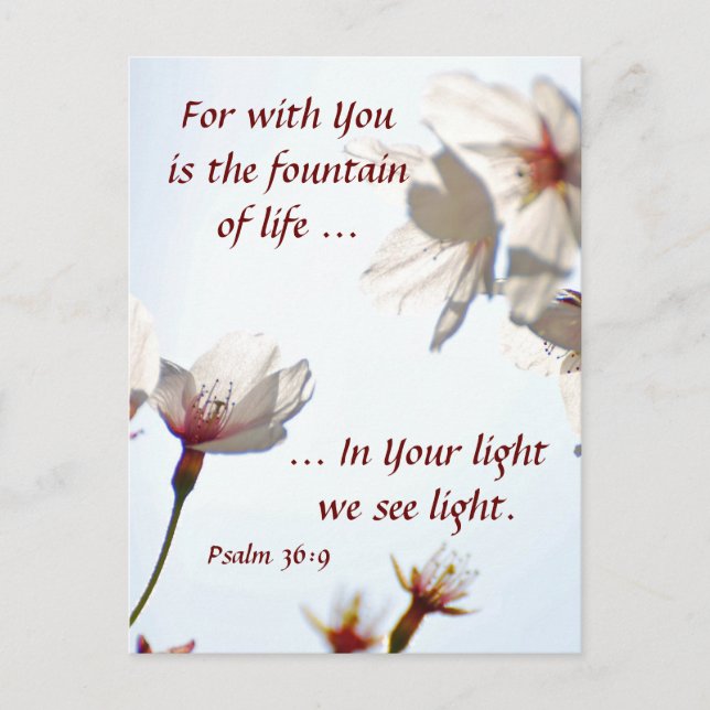 Backlit Cherry Blossoms 2 Postkarte (Vorderseite)