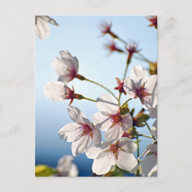 Backlit Cherry Blossoms Postkarte (Vorderseite)