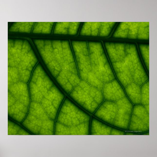 Backlit Green Leaf Poster (Vorne)