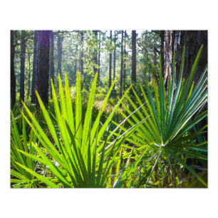 Backlit Saw Palmetto Fronds Fotodruck