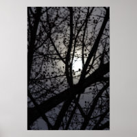 Backlit Tree