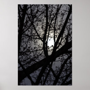 Backlit Tree Poster