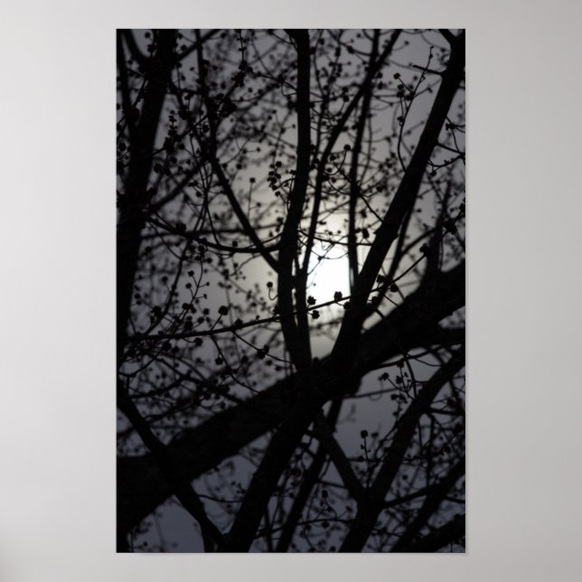 Backlit Tree Poster (Vorne)