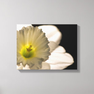 Backlit White Daffodil Blume Leinwanddruck