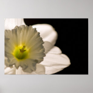 Backlit White Daffodil Poster