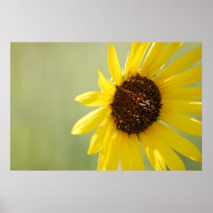 Backlit Wild Sonnenblumen Leinwand Poster