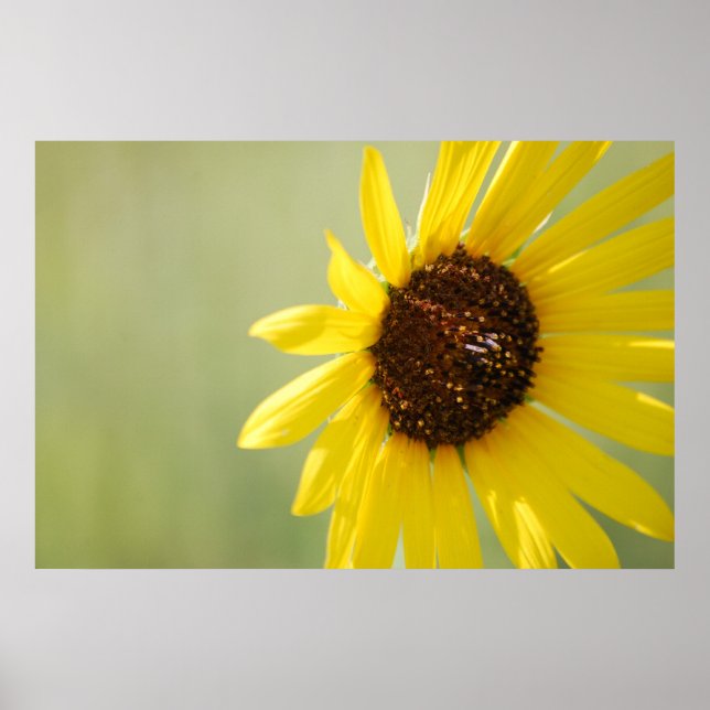 Backlit Wild Sonnenblumen Leinwand Poster (Vorne)