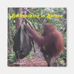 Backpacking Borneo Orangutan Magnet