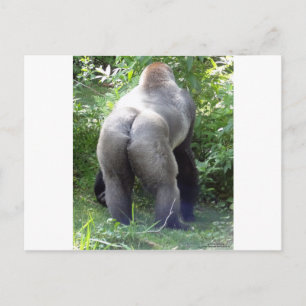 Backside of Gorilla Postkarte