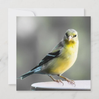 Backyard Bird Vielen Dank