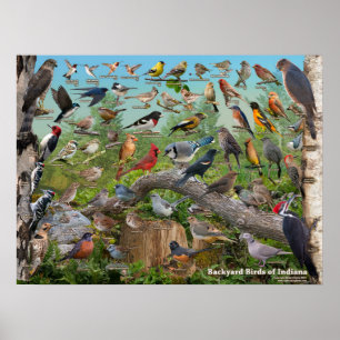 Backyard Birds of Indiana Poster