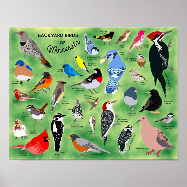 Backyard Birds of Minnesota Poster (Vorne)