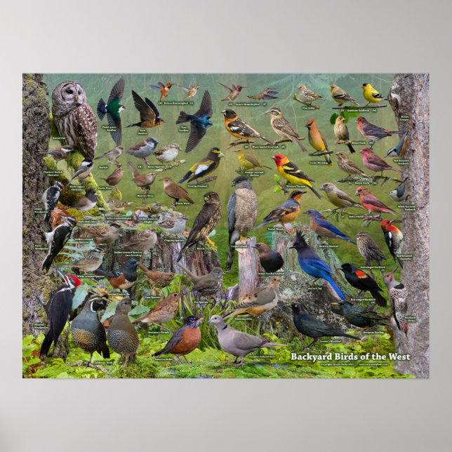 Backyard Birds of the West Poster 2021 Edition (Vorne)