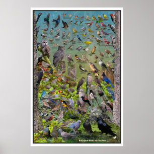 Backyard Birds of the West Special Edition Poster