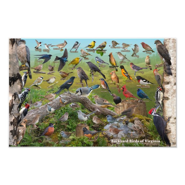 Backyard Birds of Virginia 17"x11" Fotodruck (Vorne)