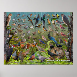 Backyard Birds of Washington Staat Poster