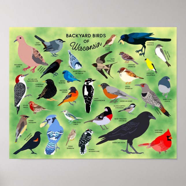 Backyard Birds of Wisconsin Poster (Vorne)