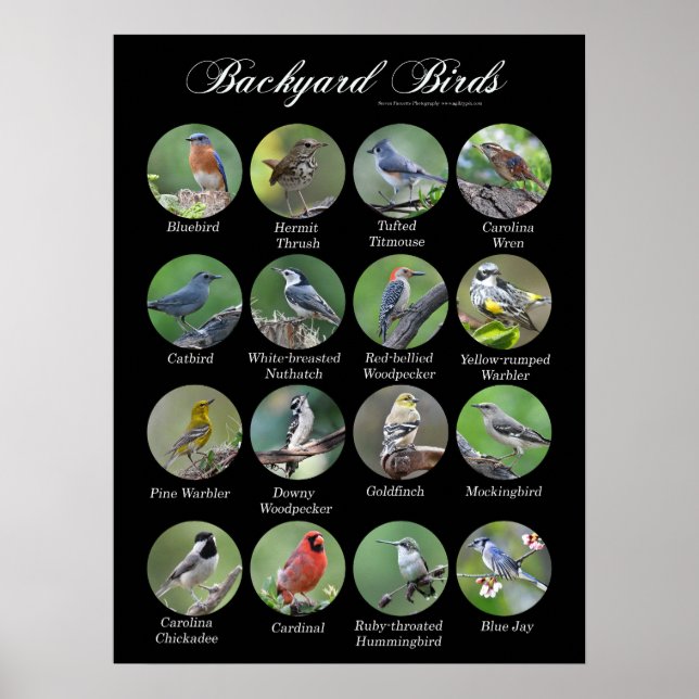 Backyard Birds Poster (Vorne)